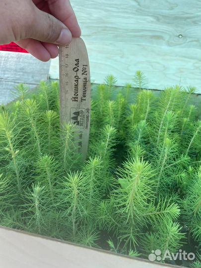 Сеянцы ели европейской зкс оптом