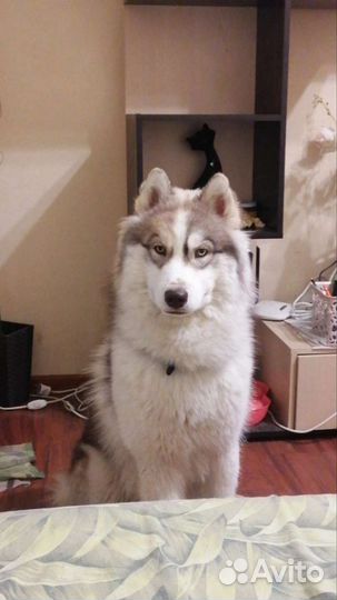 Сибирский хаски вязка