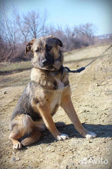 Собака Кейт