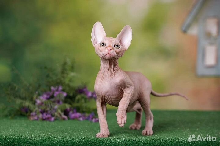 Сфинкс, двэльф, эльф, бамбино