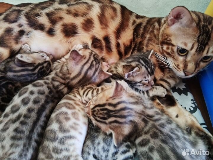 Бенгальские котята