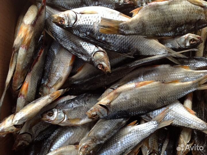 Плотва вяленая плотва вяленая рыба