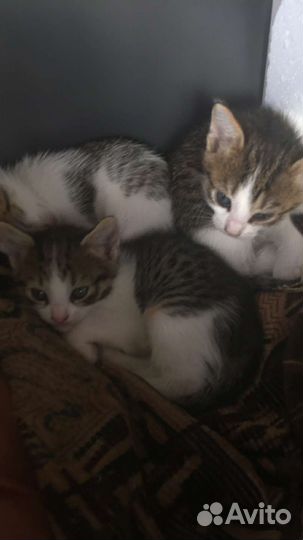 Котята бесплатно