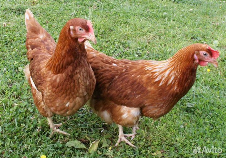 Молодка 4, Доминант,адлер, легорн,утка,бройлер