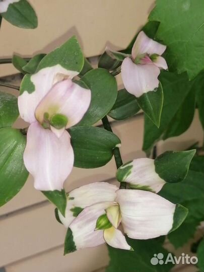 Традесканции сортовые альбом 2