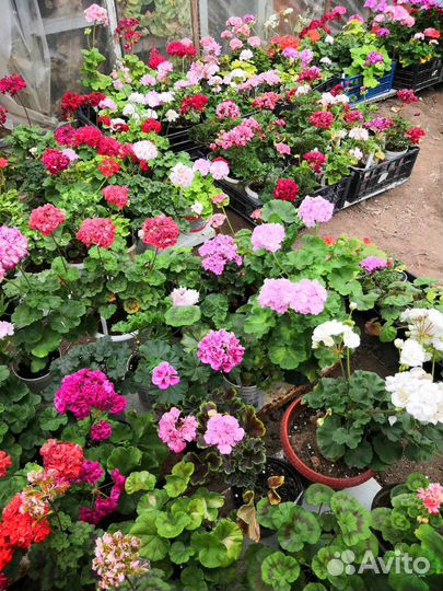 Пеларгония срезы