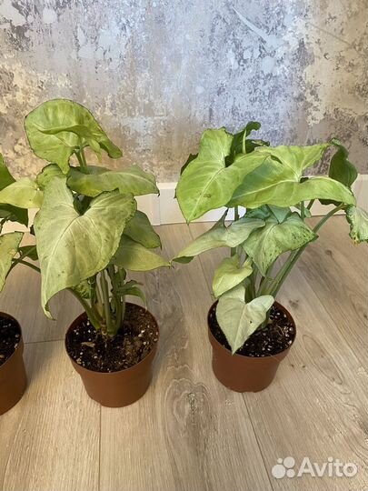 Сингониум Вайт Батерфляй 12/25