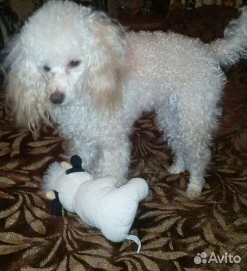 Той-пудель девочка (вязка)