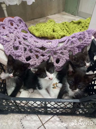 Котята в добрые руки