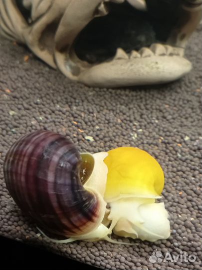 Улитки аквариумные ампулярии