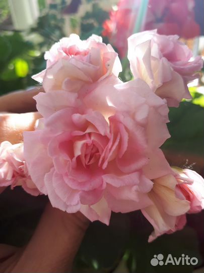 Герань пеларгония