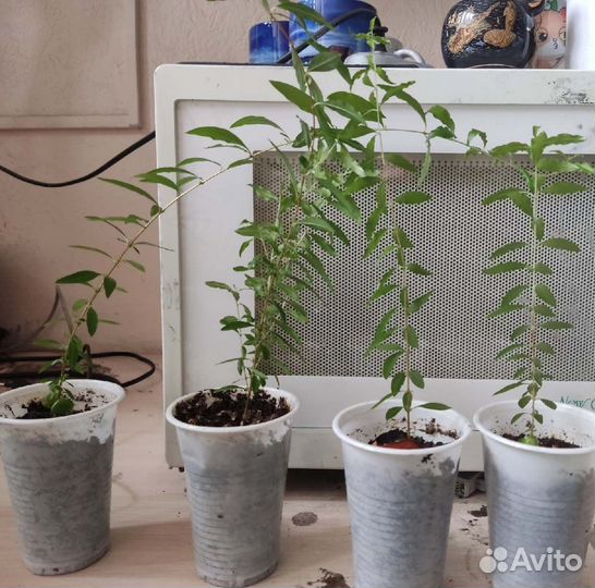 Гранат комнатный