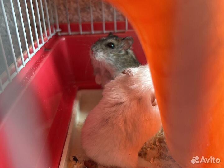 Продаю джунгариков с клеткой