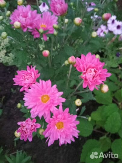 Многолетние цветы