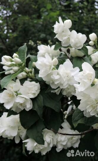 Жасмин,Ирга,Традесканция,Войлочная вишня