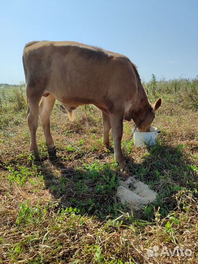 Бычок 3 месяца айшир-швиц