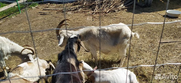 Козы, козёл, козлята