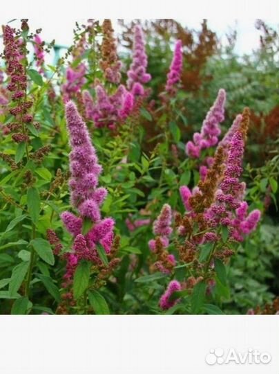 Спирея Билларда иволистная, вангутта