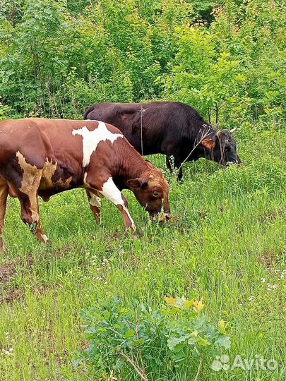 Продаётся тёлка и бычок