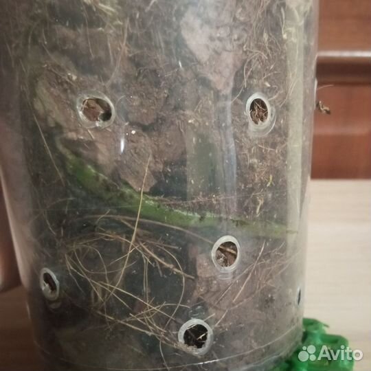 Орхидея фаленопсис Sogo Diamond (Сого Даймонд)