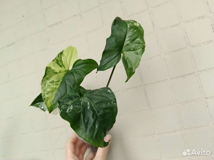 Сингониумы и другие растения