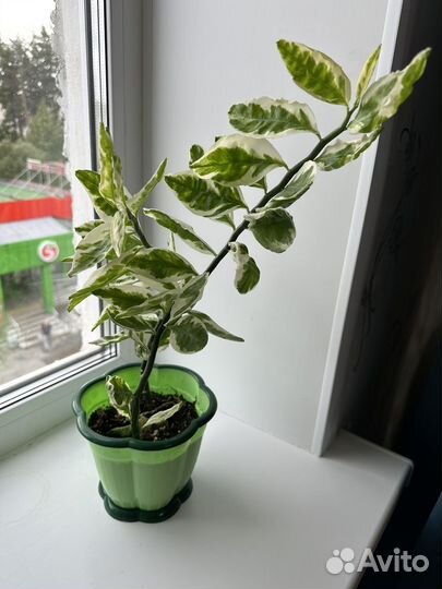 Педилантус