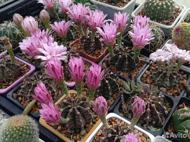 Гимнокалициум Фридриха 7/7 см. Горшок