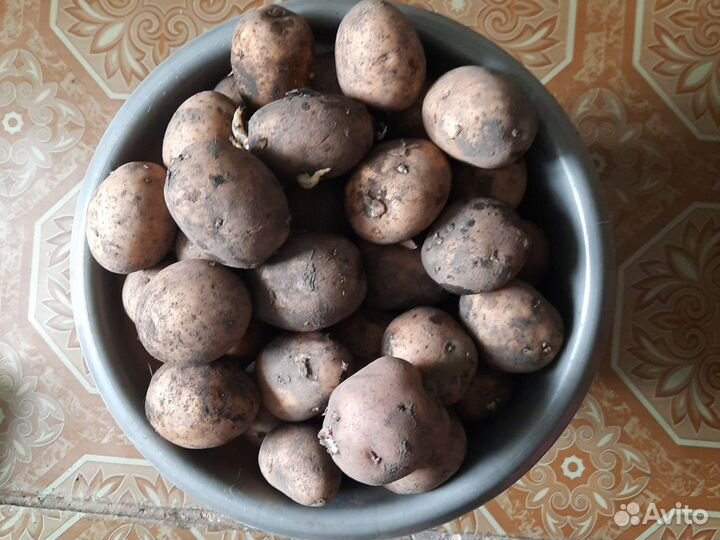 Картофель сорт Гала, семенной 10 л