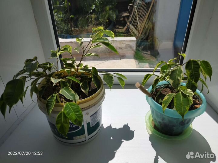 Фикус Бенджамина