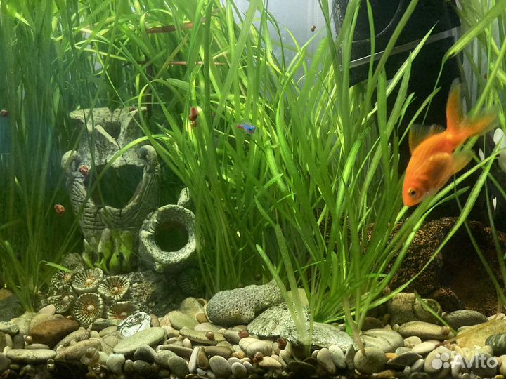 Аквариумные растения