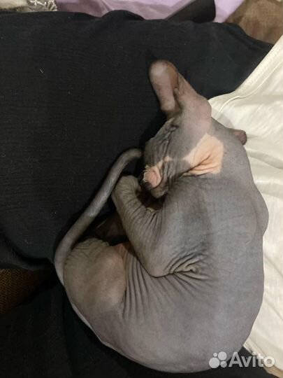 Канадский сфинкс котенок