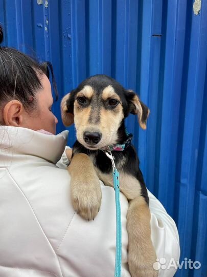 Милый щенок девочка в добрые руки