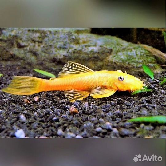 Сомики анциструсы