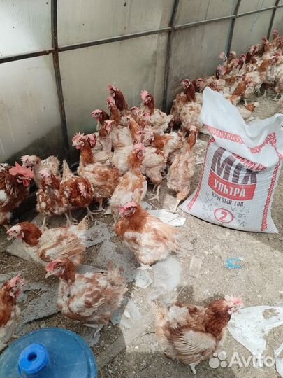 Куры несушки годовалые