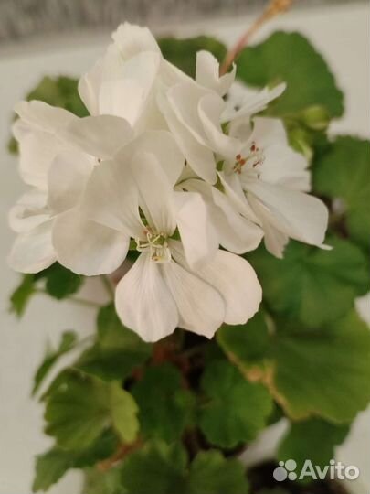 Комнатные цветы- эписция и герань