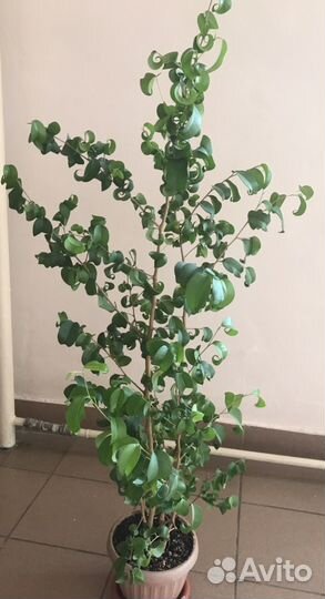 Фикус Бенджамина букле