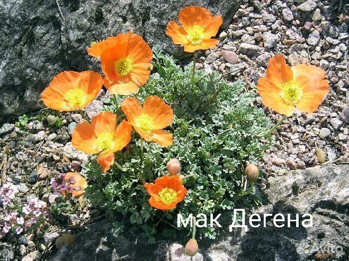 Растения для альпинариума