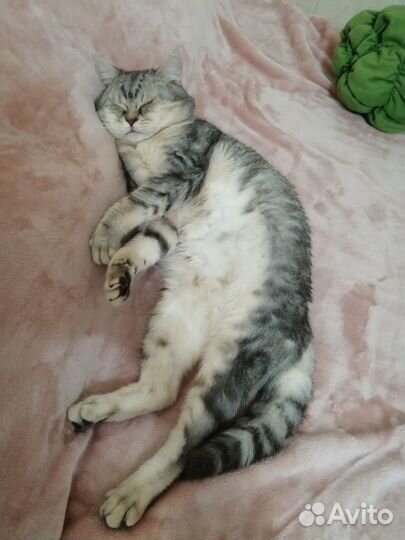 Коты для вязки