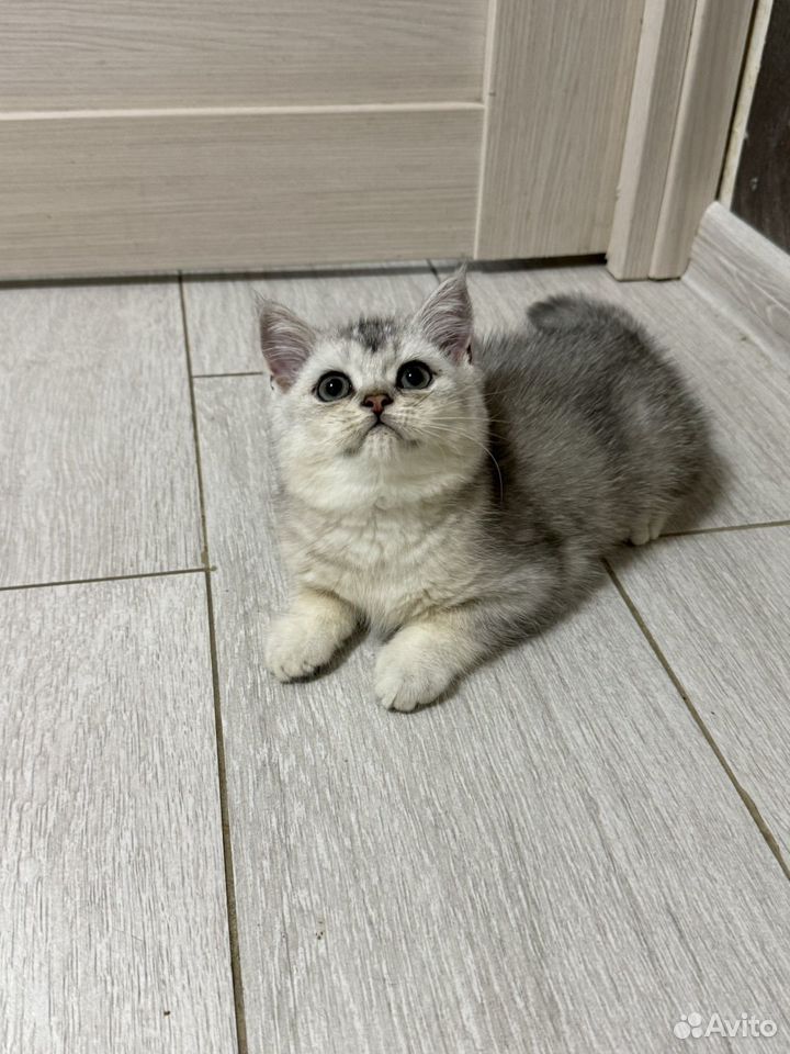 Шотландский прямоухий короткошёрстный котёнок купить в Москве ...