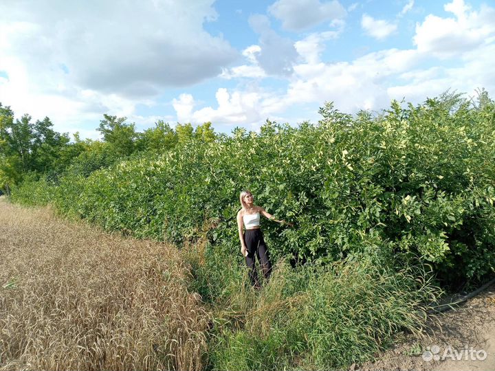 Ясень золотистый клён ясенелистный