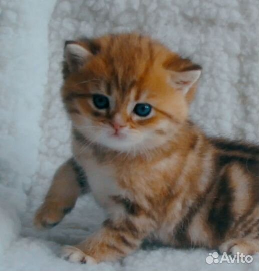 Шотландские котята