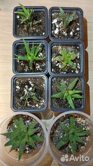 Алоэ остистое. Хавортии