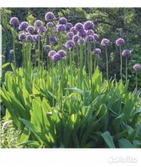 Лук Суворовский Анзур