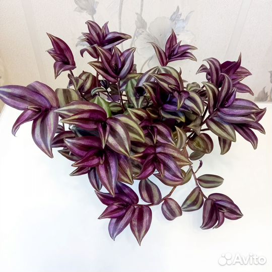 Традесканция зебрина