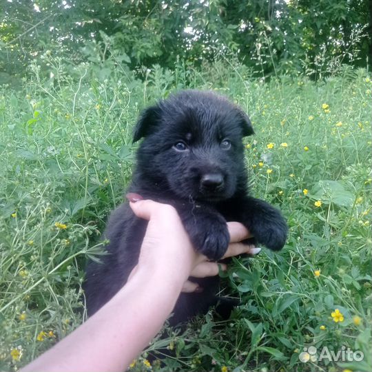 Щенки немецкой овчарки