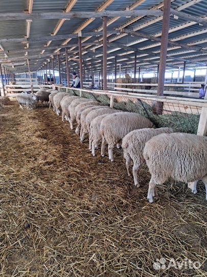 Баранчики ярочки на племя