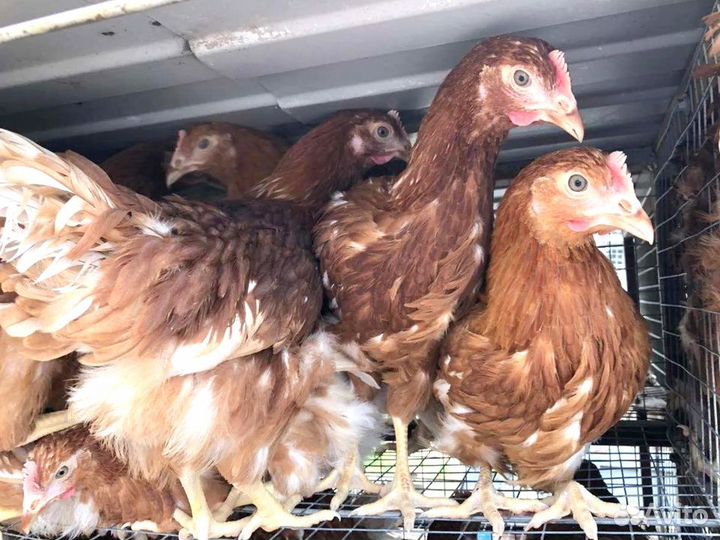 Куры несушки