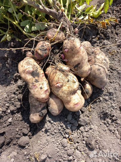 Продам картофель