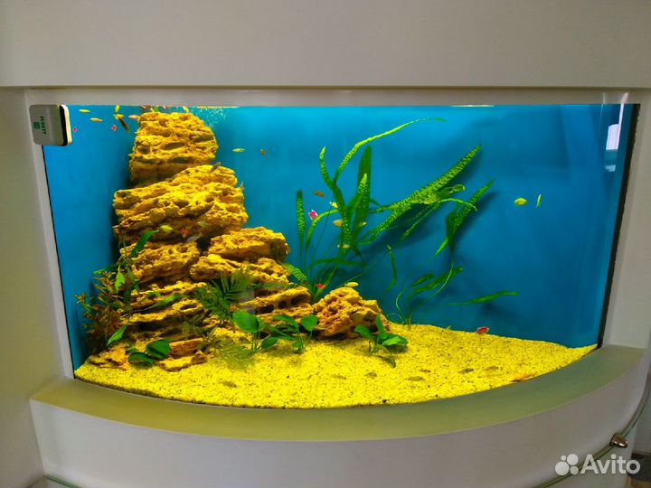 Обслуживание и дизайн аквариумов