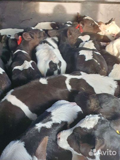 Бычки телки